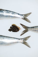 Pendentif poisson